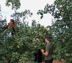 Черноярские студенты помогают учёным в сборе урожая