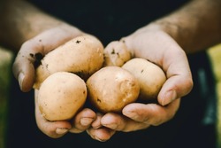 Черноярских картофелеводов приглашают на семинар в Приволжский район