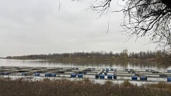 Объём господдержки астраханских сельхозпроизводителей в 2025 году превысил 1 млрд руб