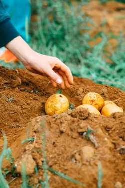 В Черноярском районе готовятся к высадке картофеля