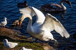 На территории Астраханской области выявлен грипп птиц