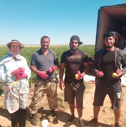 В Черноярском округе идёт активный сбор урожая сладкого перца