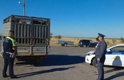 В Черноярском районе перевозили коров без сопроводительных документов