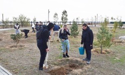 В Черноярском районе высадили больше 150 деревьев