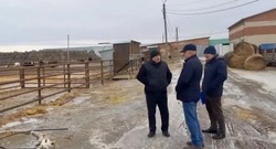 В Черноярском округе откроют площадку для экспорта скота 