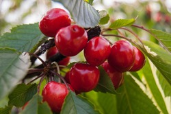 Специалисты «Россельхозцентра» предупреждает черноярских аграриев о лете вишневых мух