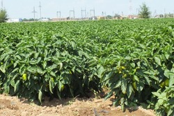 Черноярский филиал «Россельхозцентра» информирует об отрождении вредителей на полях