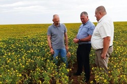 Глава Черноярского района посетил поля сельхозпредприятия «Агро Яр»
