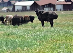 В Черноярском округе подняли проблему несоблюдения правил выпаса и прогона скота