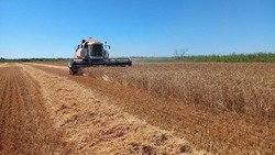 Черноярские аграрии убирают урожай зерновых
