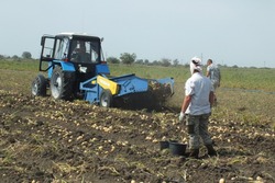 Самые высокие баллы программы «Агростартап» набрал фермер из Черноярского района