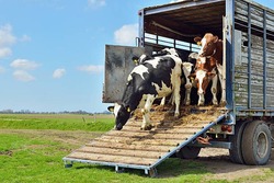 В Черноярском районе наказали перевозчиков скота
