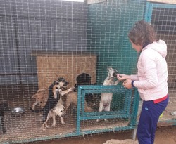 Черноярцы объявили акцию в поддержку бездомных кошек и собак